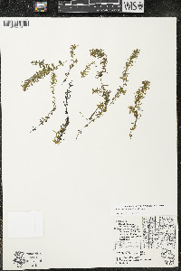 Elodea canadensis image