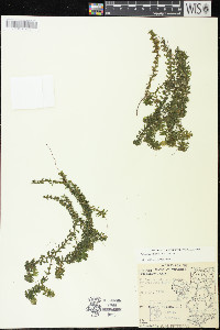 Elodea canadensis image