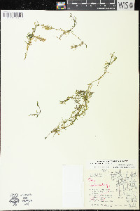 Elodea canadensis image