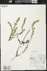 Elodea canadensis image