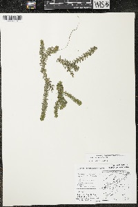 Elodea canadensis image