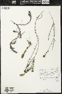 Elodea canadensis image