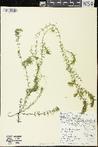 Elodea canadensis image