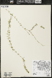 Elodea canadensis image