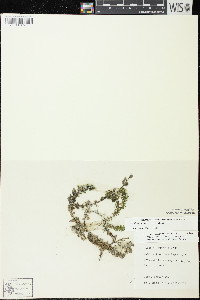 Elodea canadensis image