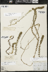 Elodea nuttallii image