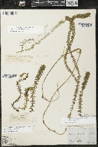 Elodea canadensis image