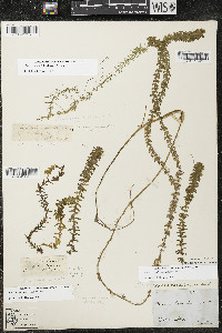 Elodea canadensis image