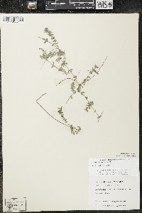 Elodea canadensis image