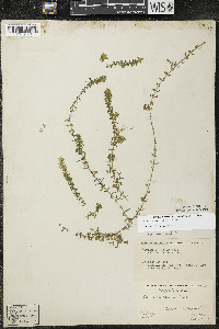 Elodea canadensis image