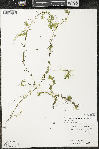 Elodea canadensis image