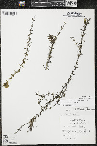 Elodea canadensis image