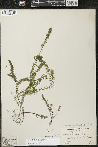 Elodea canadensis image