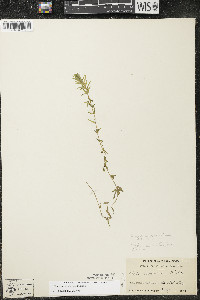 Elodea canadensis image