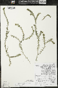 Elodea canadensis image