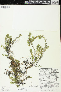 Elodea canadensis image