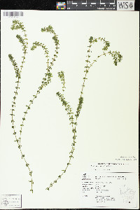 Elodea canadensis image