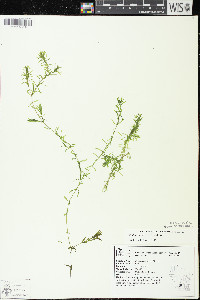 Elodea canadensis image