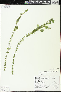 Elodea canadensis image