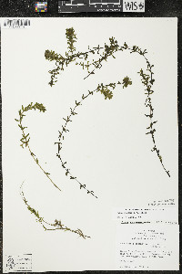 Elodea canadensis image