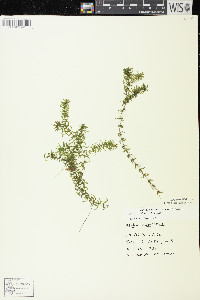 Elodea canadensis image