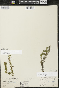 Elodea canadensis image