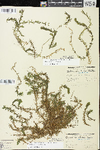 Elodea canadensis image