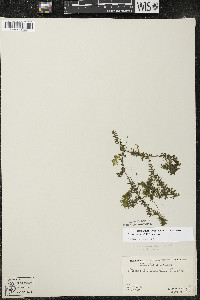 Elodea canadensis image