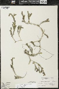 Elodea canadensis image