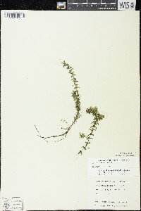 Elodea canadensis image