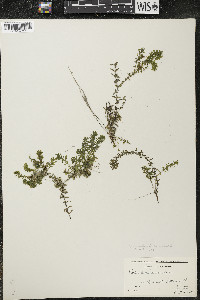 Elodea canadensis image