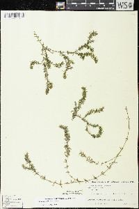 Elodea canadensis image