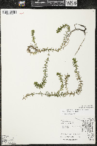 Elodea canadensis image