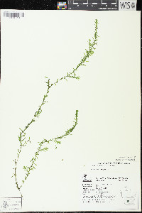 Elodea canadensis image