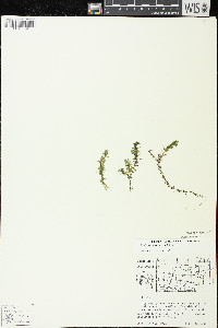 Elodea canadensis image