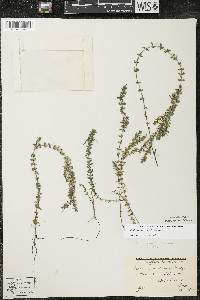 Elodea canadensis image