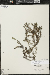 Elodea canadensis image