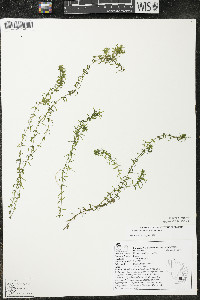 Elodea canadensis image