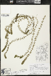 Elodea canadensis image