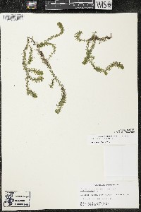 Elodea canadensis image