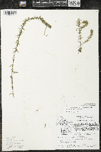 Elodea canadensis image