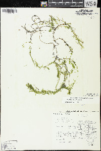 Elodea canadensis image