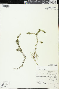 Elodea canadensis image