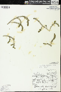 Elodea canadensis image