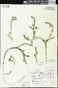 Elodea canadensis image
