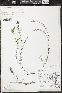 Elodea canadensis image