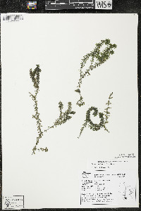 Elodea canadensis image