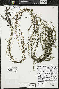 Elodea canadensis image