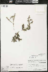 Elodea canadensis image