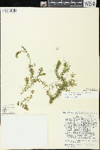 Elodea canadensis image